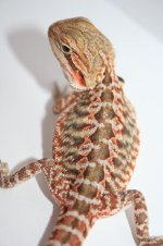 orangecitrusleathermaletoetails.JPG