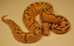 Killerbee-11.jpg
