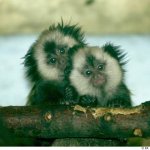 marmosets.jpg