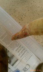 gaia injury 2.jpg