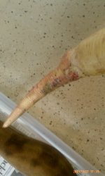 gaia injury 3.jpg