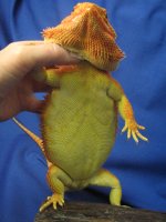IMG_1421.JPG
