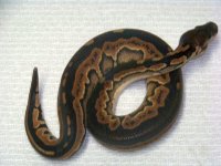 110116004-med.jpg