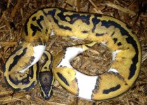 leopardpied.jpg
