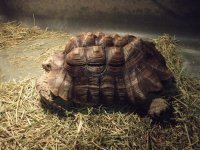 male tort 001.jpg