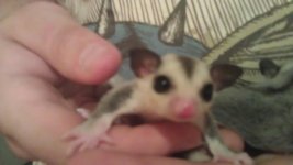 handheld joey.jpg