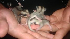 glider joeys.jpg