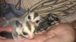 glider joeys 2.jpg