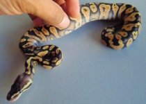 2011 Pastel yellow belly female.jpg