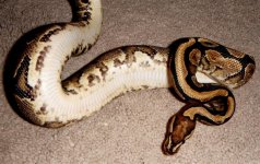VanillaYellowBellyFemale3Large.jpg