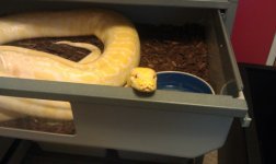 albino 3.jpg