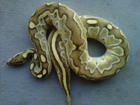 IMG00888-20120126-1745.jpg