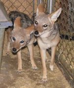 Jackals resized.jpg Jackals resized.jpg