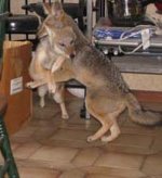 Jackal in kitchen 6-7-2010 #4 resized.jpg Jackal in kitchen 6-7-2010 #4 resized.jpg