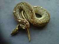IMG00887-20120126-1744.jpg