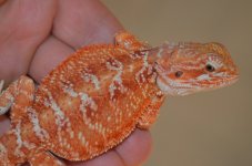 DSC_6166.jpg