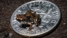 TinyFrog.jpg