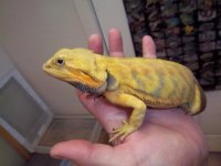 yellowtransleather.jpg