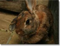 rabbit.jpg