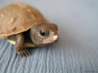 turtle egg tooth-baby kal06.jpg