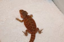 chams and beardie 011.jpg