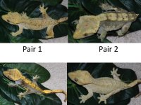 Geckos.jpg