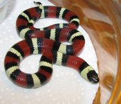 Pueblan -M 12-29-11 a.jpg