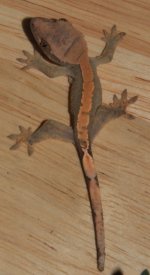IMG_7856.jpg