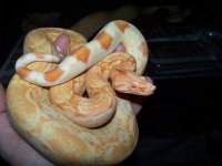 coral albino's 043.jpg