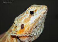 # A 10-01 FehypotransILB 016_edited-1.jpg