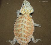 # A 10-01 FehypotransILB 023_edited-1.jpg