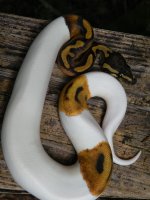 Pied girl 092611#2.jpg