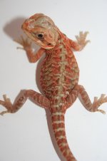redsilkfemale.jpg