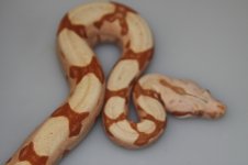 IMG_8006.jpg