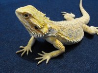 Draco Aug '11 075 (Large).jpg