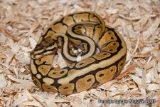 Female-Spider-Mojave-001-1.jpg