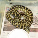 snakes rock 032.jpg snakes rock 032.jpg