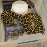 snakes rock 034.jpg snakes rock 034.jpg
