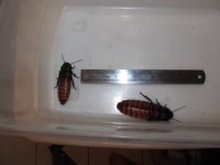 Roaches 019 Hisser pair.jpg