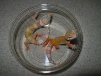 wy sunglow and sunglow babies 120.JPG