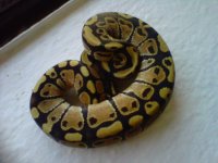 IMG00683-20110915-1658.jpg