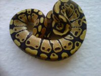 IMG00682-20110915-1658.jpg