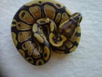 IMG00680-20110915-1656.jpg
