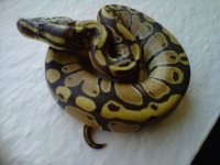 IMG00681-20110915-1656.jpg