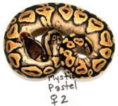 2011-mystic-pastel-female2-pic2.jpg