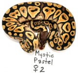 2011-mystic-pastel-female2-pic1.jpg