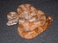holdbacks and new adds 023.jpg