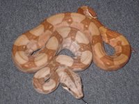 holdbacks and new adds 021.jpg