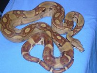 holdbacks and new adds 042.jpg