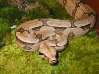 IMG_3599.jpg